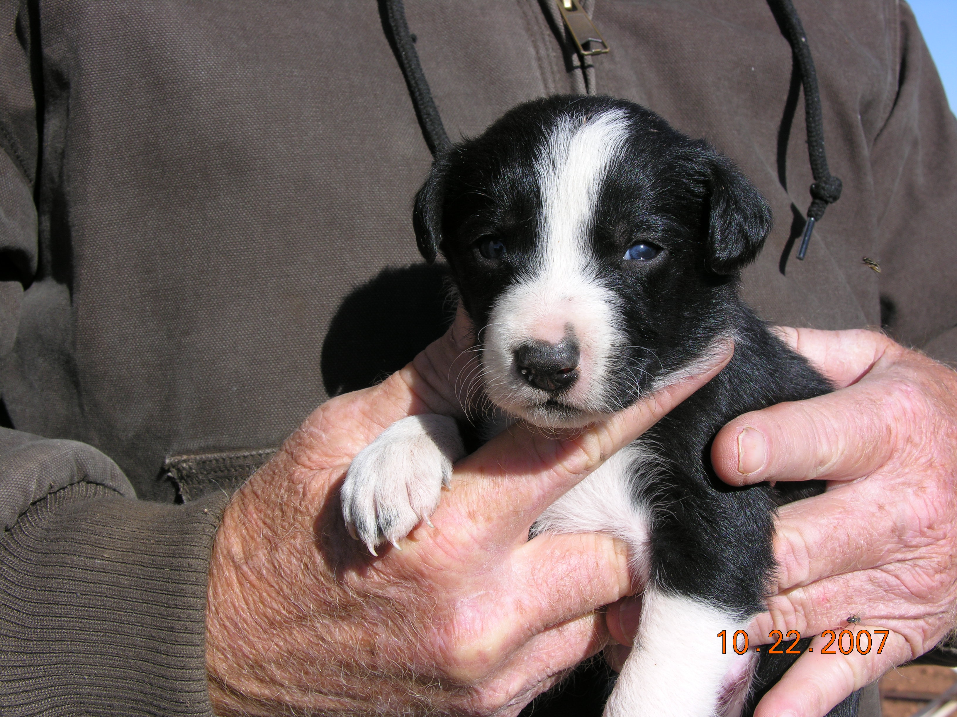 Buster & Glory Pups
